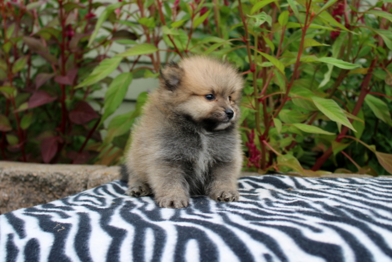 puppy, for, sale, Pomeranian, Matthew B. Stoltzfus, dog, breeder, Gap, PA, dog-breeder, puppy-for-sale, forsale, nearby, find, puppyfind, locator, puppylocator, aca
